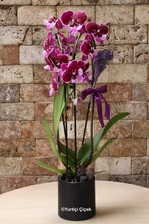Special Cascade Orchid Series 2