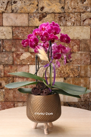 Special Colour Bougetto Orchid Series 6