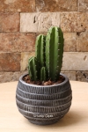 Types of Cactus